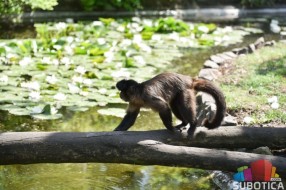 Nestali majmun vrste "tamarin" juče u zoru anonimno vraćen u Zoo vrt