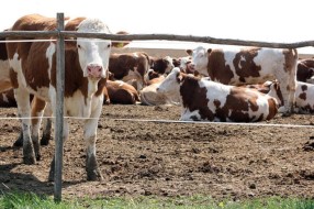 Saopštenje Republičke veterinarske inspekcije Severnobačkog upravnog okruga