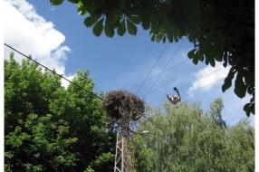 Vratile se rode na Palić