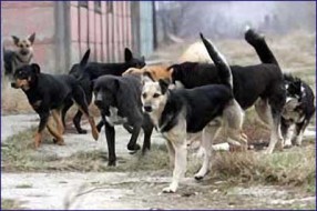 Ugriz psa lutalice - 90.000 dinara