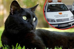 Hranjenje mačaka: humani čin ili kršenje zakona?