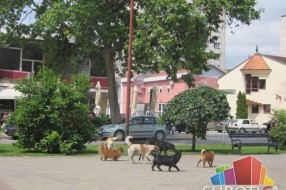 Udvostručen broj prijava napada pasa lutalica