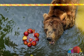 Ledene poslastice kao osveženje za stanovnike zoo-vrta