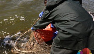 U Palićko jezero pušteno 150 kilograma soma