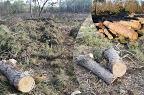 Seča šume na Tresetu uznemirila građane, nadležni tvrde da je planski i da se paralelno radi na pošumljavanju