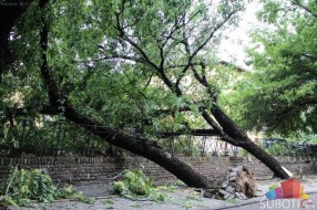 U jučerašnjem nevremenu najviše poziva zbog polomljenih grana i izvaljenih stabala