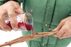 Vitezovi vina obeležili Svetog Vinka i proslavili punoletstvo