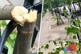 Polomljeni mladi platani na Radijalcu