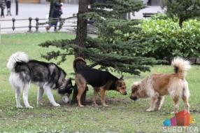 Stanovnike Teslinog naselja muče psi lutalice, "Zoohigijena" intervenisala 77 puta