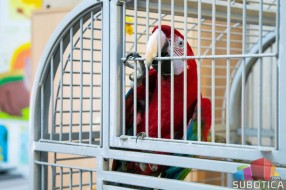 Zelenokrila ara novi stanovnik Prihvatilišta Zoološkog vrta na Paliću