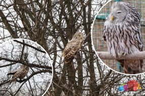Uralska sova iz Privremenog prihvatilišta puštena u novo stanište Subotičke peščare