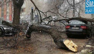 Stabla padaju kao kruške, radnici „Čistoće“ neprekidno na terenu