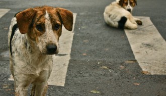 Podneto 250 prijava protiv nesavesnih vlasnika pasa