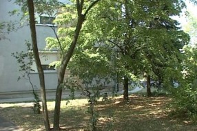 Rešenje o vađenju stabala u ulici Braće Radić