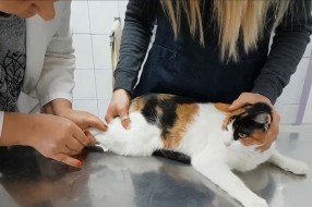 U toku prijave za besplatnu sterilizaciju vlasničkih pasa i mačaka