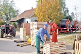 Jabuke iz Bačke putuju u Rusiju