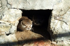 Najmanja vidra na svetu u Zoo vrtu na Paliću