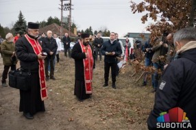 Tradicionalna seča badnjaka u Subotici
