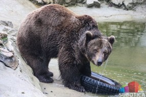Medeni i Buca izašli iz pećina, da li nas zima napušta?