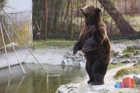 Medeni na suncu, Goca u jazbini - šta nam poručuju narodni "meteorolozi"?