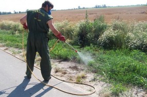 Drugi krug košenja ambrozije u Subotici