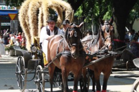 Sukob Hrvata i Bunjevaca oko Dužijance