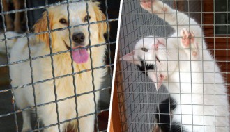 Azil u Ganjo šoru očekuje upotrebnu dozvolu