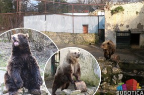 Medeni i Goca najavljuju proleće