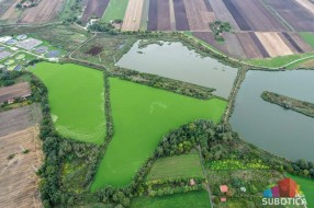 Invazivna "vodena salata" širi se Palićkim jezerom