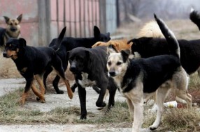 Zbog zloupotreba, ugriz pasa se dokazuje na sudu!