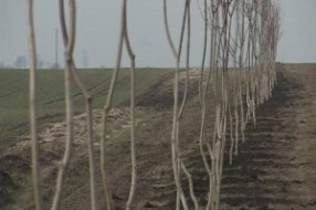 Pošumljavanje Vojvodine