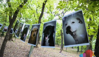 Pas je čovekov najbolji prijatelj