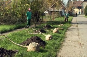 Ozelenjavanje Mesne zajednice Novi Žednik