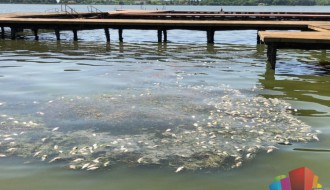 Uginulo oko 600 kilograma ribe u Palićkom jezeru