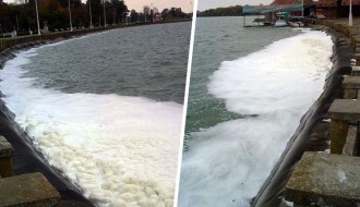 Bela pena i zeleni sloj algi na Palićkom jezeru "normalni" za ovo doba godine