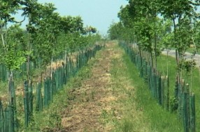 Podiže se 10 kilometara poljozaštitnih pojaseva