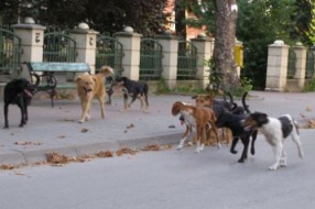 Umesto pasa, zatvaraju azil!