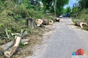 Drvored u Jezerskoj ulici posečen iz bezbednosnih razloga, na jesen nove sadnice jasena ili klena