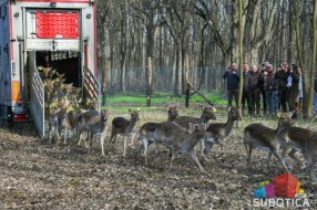 U lovište "Subotičke šume" pušteno 30 muflona i 30 jelena lopatara