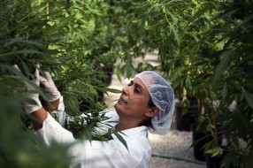 (R)evolucija svesti: "Legalizacija kanabisa u medicinske svrhe"