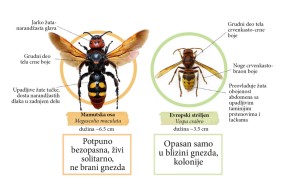 Mamutska osa ponovo primećena u gradu: Nije agresivna i ne ugrožava ljude