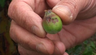 Bački Vinogradi - selo bez protivgradne zaštite, strelac bez posla, šteta kod voćara