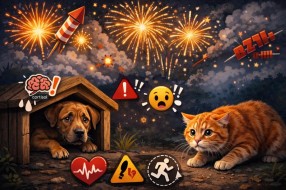 Veterinari upozoravaju: Pirotehnika ozbiljno ugrožava kućne ljubimce
