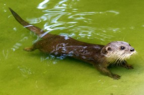 Novi stanovnici Zoo-vrta - azijska patuljasta vidra i kapibara