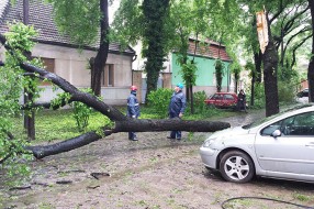 Građani pohvalili agilnost terenskih radnika Elektrovojvodine i JKP "Čistoća i zelenilo"