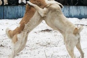 Borbe pasa kao krivično delo