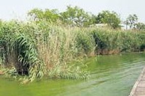 Žetva trske po ledu