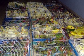 Sprečeno krijumčarenje 372 papagaja
