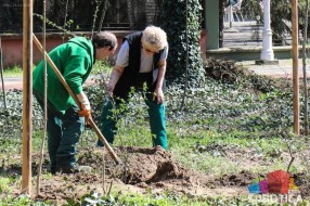 Počela sadnja drveća i žbunja u Velikom parku