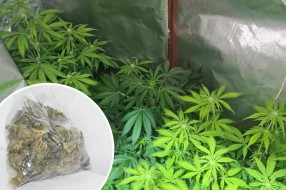 U dve akcije zaplenjeni marihuana i ekstazi, uhapšeno 5 osoba